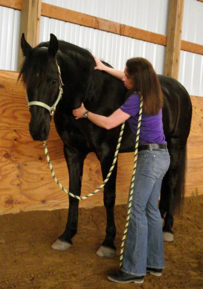 Robyn Drake - Equine Massage 3